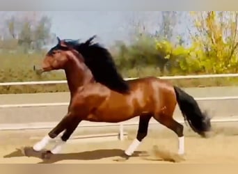 PRE Mestizo, Semental, 6 años, 163 cm, Castaño