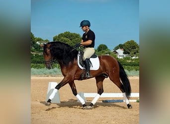 PRE Mestizo, Semental, 6 años, 163 cm, Castaño oscuro