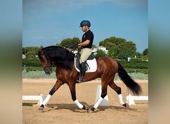 PRE Mestizo, Semental, 6 años, 163 cm, Castaño oscuro
