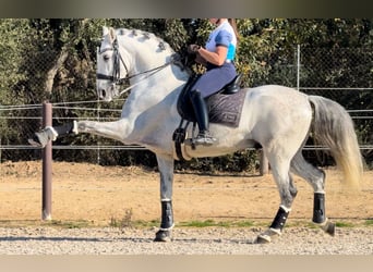 PRE Mestizo, Semental, 6 años, 163 cm, Tordo