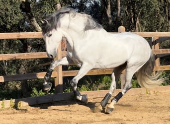 PRE Mestizo, Semental, 6 años, 163 cm, Tordo