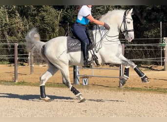 PRE Mestizo, Semental, 6 años, 163 cm, Tordo