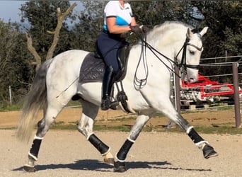 PRE Mestizo, Semental, 6 años, 163 cm, Tordo