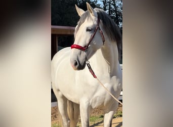 PRE Mestizo, Semental, 6 años, 163 cm, Tordo