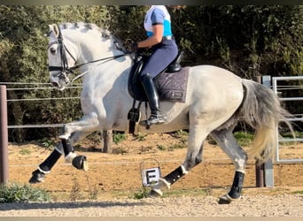PRE Mestizo, Semental, 6 años, 163 cm, Tordo