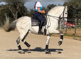 PRE Mestizo, Semental, 6 años, 163 cm, Tordo