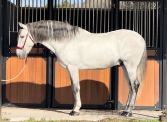 PRE Mestizo, Semental, 6 años, 163 cm, Tordo