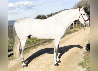 PRE Mestizo, Semental, 6 años, 163 cm, Tordo