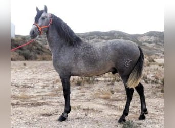 PRE Mestizo, Semental, 6 años, 163 cm, Tordo