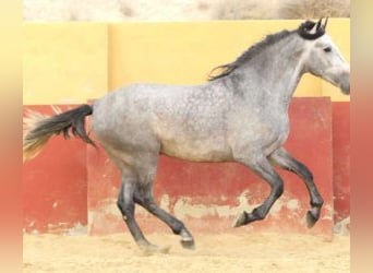 PRE Mestizo, Semental, 6 años, 163 cm, Tordo