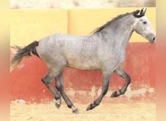 PRE Mestizo, Semental, 6 años, 163 cm, Tordo