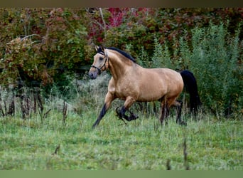 PRE Mestizo, Semental, 6 años, 164 cm, Buckskin/Bayo