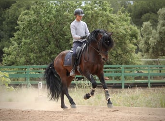 PRE Mestizo, Semental, 6 años, 164 cm, Castaño