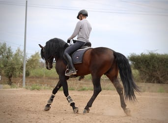 PRE Mestizo, Semental, 6 años, 164 cm, Castaño