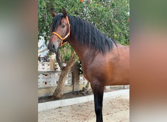 PRE Mestizo, Semental, 6 años, 164 cm, Castaño oscuro