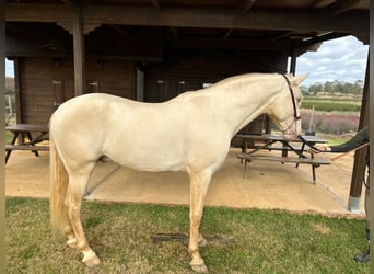 PRE, Semental, 6 años, 164 cm, Perlino