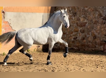 PRE Mestizo, Semental, 6 años, 164 cm, Tordo