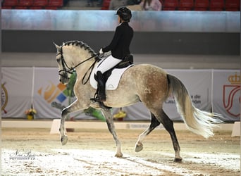 PRE, Semental, 6 años, 164 cm, Tordo