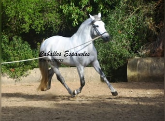 PRE, Semental, 6 años, 164 cm, Tordo