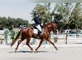 PRE, Semental, 6 años, 165 cm, Alazán