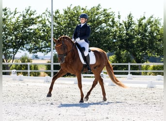 PRE, Semental, 6 años, 165 cm, Alazán