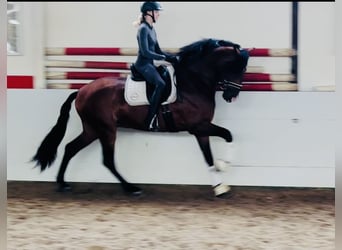 PRE Mestizo, Semental, 6 años, 165 cm, Castaño oscuro