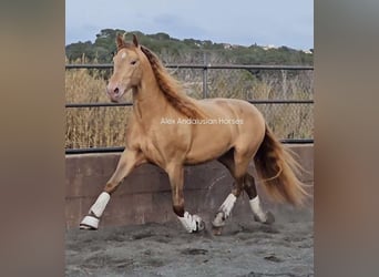 PRE Mestizo, Semental, 6 años, 165 cm, Champán