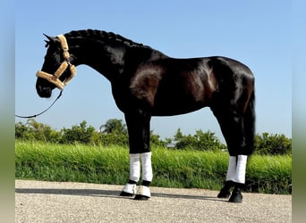 PRE Mestizo, Semental, 6 años, 165 cm, Negro