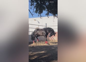 PRE Mestizo, Semental, 6 años, 165 cm, Negro