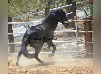 PRE, Semental, 6 años, 165 cm, Negro