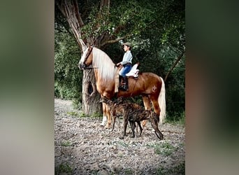 PRE Mestizo, Semental, 6 años, 165 cm, Palomino