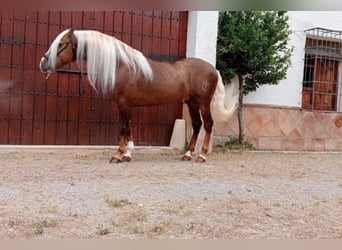 PRE Mestizo, Semental, 6 años, 165 cm, Palomino