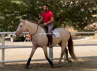 PRE Mestizo, Semental, 6 años, 165 cm, Perlino