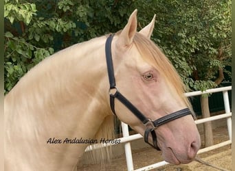 PRE Mestizo, Semental, 6 años, 165 cm, Perlino