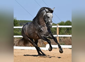 PRE Mestizo, Semental, 6 años, 165 cm, Tordo