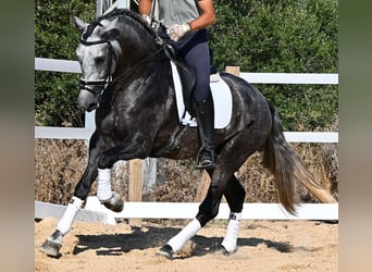 PRE Mestizo, Semental, 6 años, 165 cm, Tordo