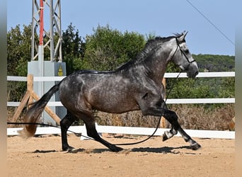 PRE Mestizo, Semental, 6 años, 165 cm, Tordo