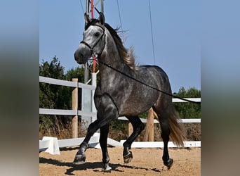 PRE Mestizo, Semental, 6 años, 165 cm, Tordo