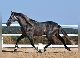 PRE Mestizo, Semental, 6 años, 165 cm, Tordo