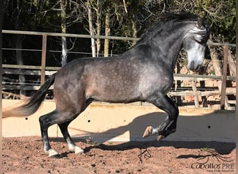 PRE, Semental, 6 años, 165 cm, Tordo