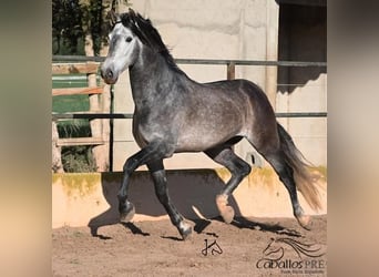 PRE, Semental, 6 años, 165 cm, Tordo
