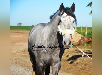 PRE, Semental, 6 años, 165 cm, Tordo rodado
