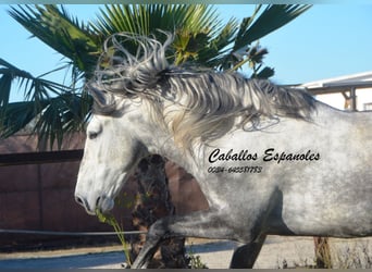 PRE, Semental, 6 años, 165 cm, Tordo rodado