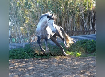 PRE, Semental, 6 años, 165 cm, Tordo rodado