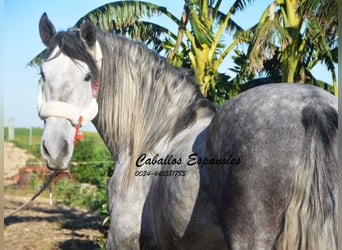 PRE, Semental, 6 años, 165 cm, Tordo rodado
