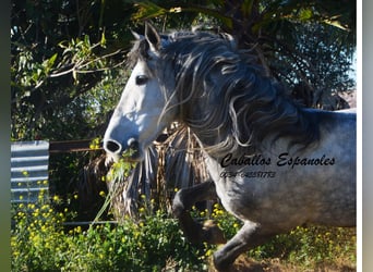PRE, Semental, 6 años, 165 cm, Tordo rodado