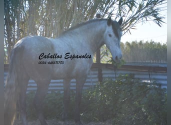 PRE, Semental, 6 años, 165 cm, Tordo rodado