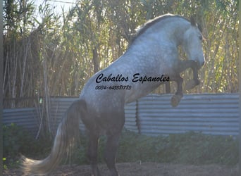 PRE, Semental, 6 años, 165 cm, Tordo rodado