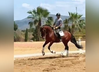 PRE, Semental, 6 años, 166 cm, Castaño