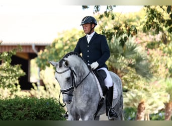 PRE Mestizo, Semental, 6 años, 166 cm, Tordo